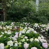 iubanhcanh