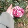 as__li.06