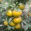 fivestar_87