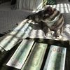 Cat With Rackz