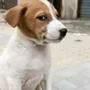 whosfen1