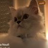 ouldmohamednadia