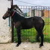 damadanoite013