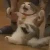 violatioun