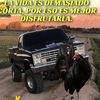 el.gallo.de.hidal1