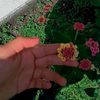 mia_estrella.lb