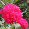 ochin.pakhi1089