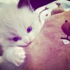 rieenaa.kr
