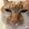 wren._roboluc