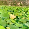 thuytran4054