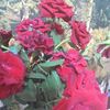 esmer7777777i