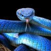 snake_1321