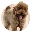 johnnytoypoodle