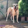 bullishokeen3