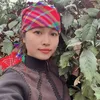 Thuốc Rừng Tây Bắc