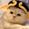 Mèo Yang Hồ