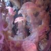 pioppopiop