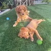 goldenretrieverkoda_otis