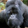 silverbackdental