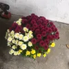 barbaraborak6