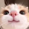 mfllt