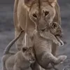 oumyassn