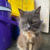catsparenthq