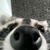 julizvp