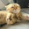 jin.shan7