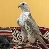 القثاميي