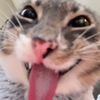 nasmelonunivertic