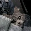 abrakodabraaaazhshskks