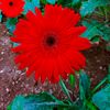 md.abu.sayed.sayed..245