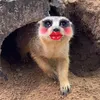 safariphuquocvietnam