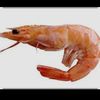 theshrimpnobodyaskedfor