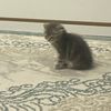 bysincat