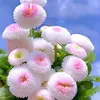 darling24097