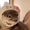 aniiwwp_