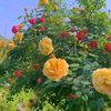 althaf.ajmeer