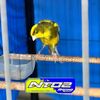 Nto2racingcanary