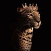 goca_ati123