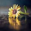 fatimanooreldee77
