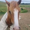 hiiiii_horses_1234