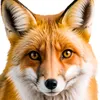 leo.fox907