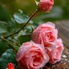galal.galal28