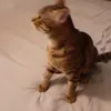 1axelet