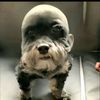 ilovemydog1719