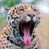 top_animals_hv1