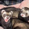 mama.ferret