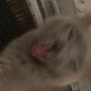 kittymania04